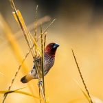 Wild West Gold Megaways - символ побед и стратегического мышления