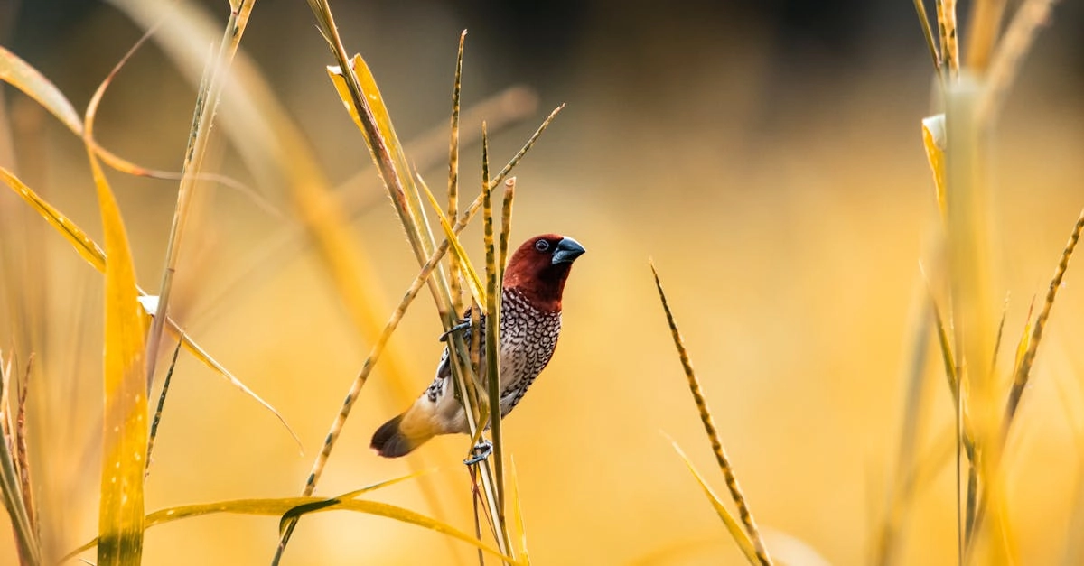 Wild West Gold Megaways - символ побед и стратегического мышления