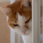 Яркие фрукты и сладости как символы успеха и позитивного мышления