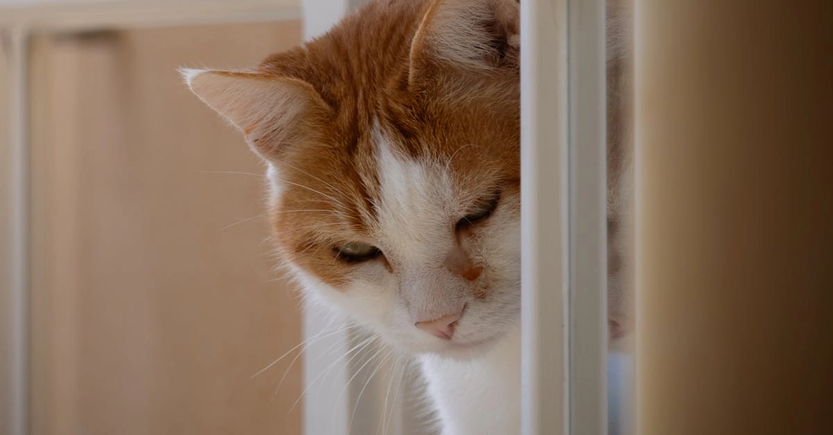 Яркие фрукты и сладости как символы успеха и позитивного мышления